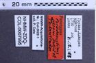 Etiketten zu Pseudanostirus jansoni (NHMW-ZOO-COL-0007995)